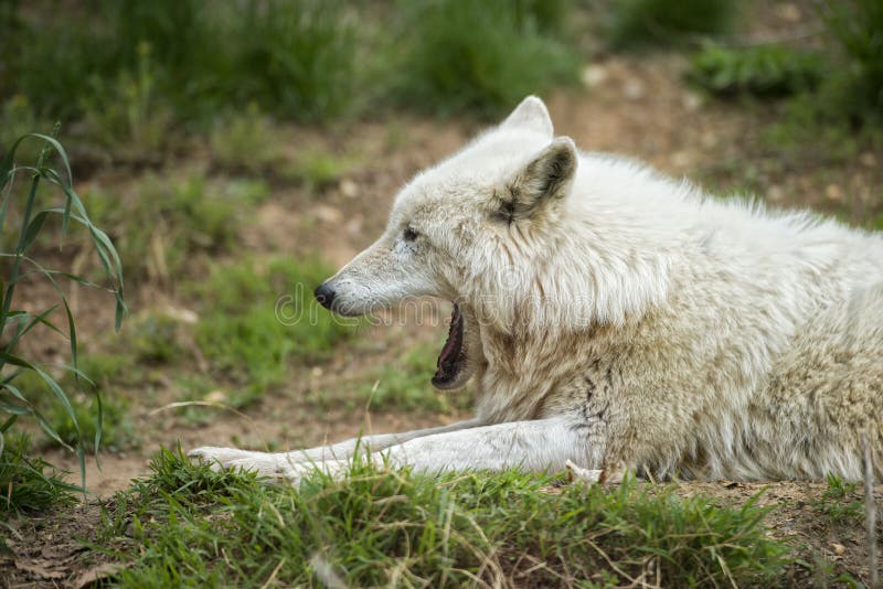 white wolf white wolf