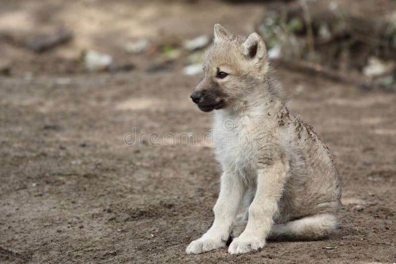 White wolf cub