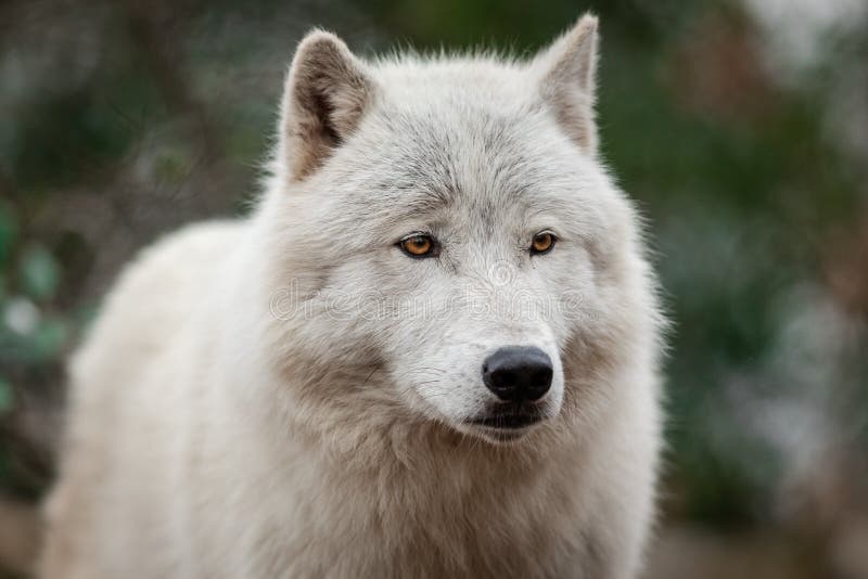 White wolf in the forest stock image. Image of beautiful - 166338481