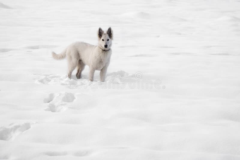 White wolf on the snow stock photo. Image of contrast - 17444206