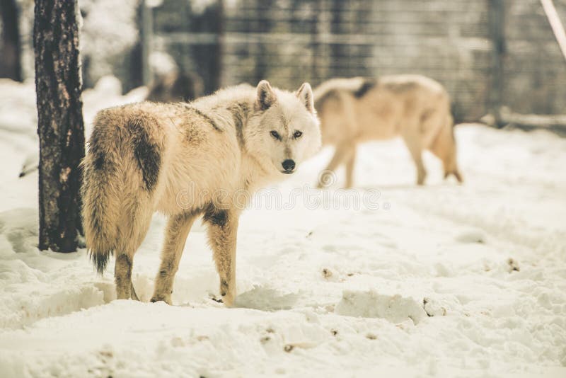 White Wolfs Pack stock photo. Image of animal, white - 53999704