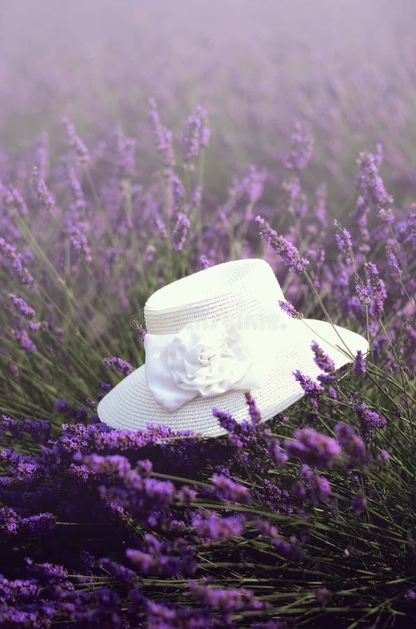 White woman`s hat on violet lavender bushes. Summer landscape near Valensole in Provence, France. Lilac lavender field