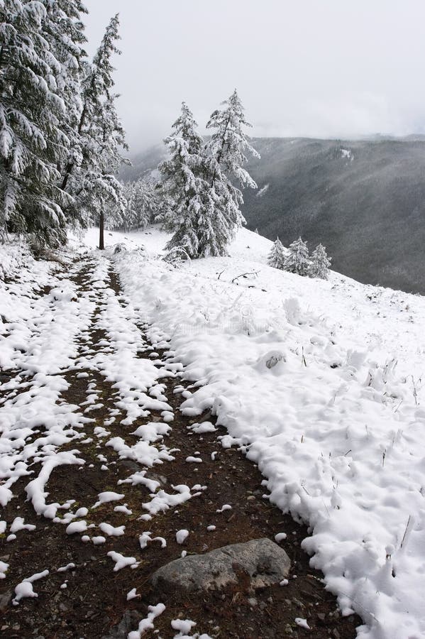 White wood, road and snow.