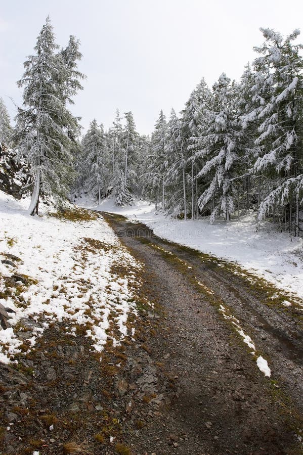 White wood, road and snow.