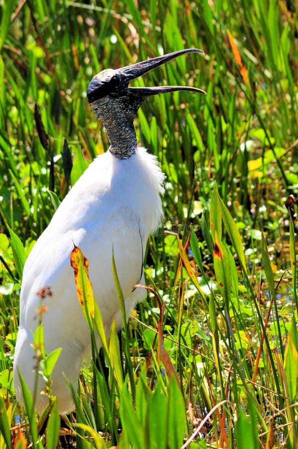 White wood stork mouth open