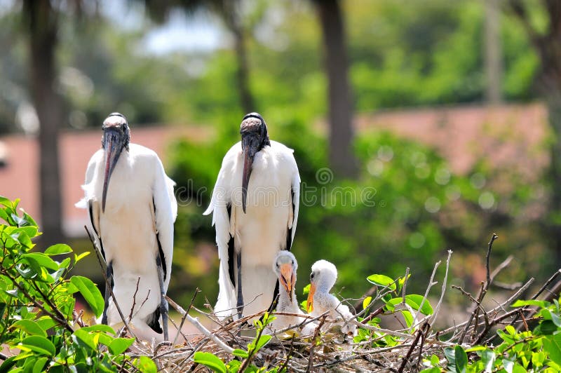 White wood storks in nest in wetlands