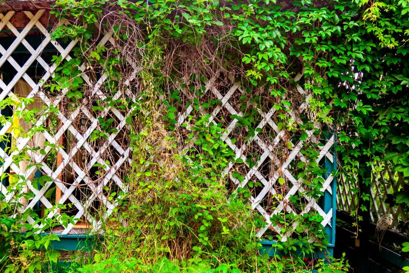 Wooden fence in the garden with green ivy leaves encircling the wall of the house. Natural background for photos and cards