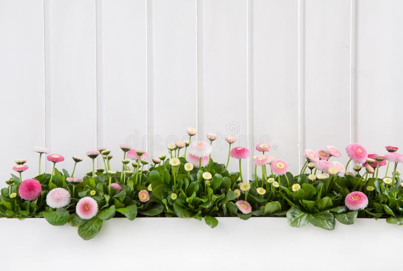 White wooden spring background with pink daisy flowers.