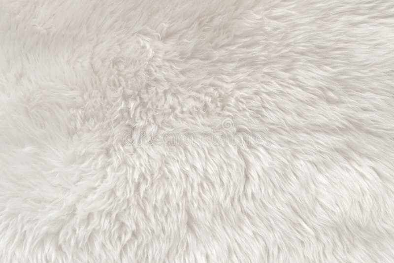 White wool texture background, light natural animal wool, white seamless cotton, texture of fluffy fur for designers, close-up