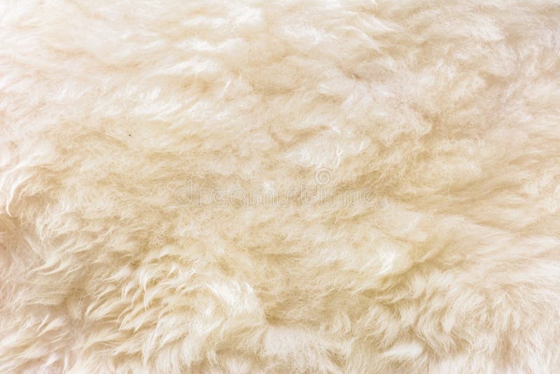 White fluffy fur Stock Photos, Royalty Free White fluffy fur Images