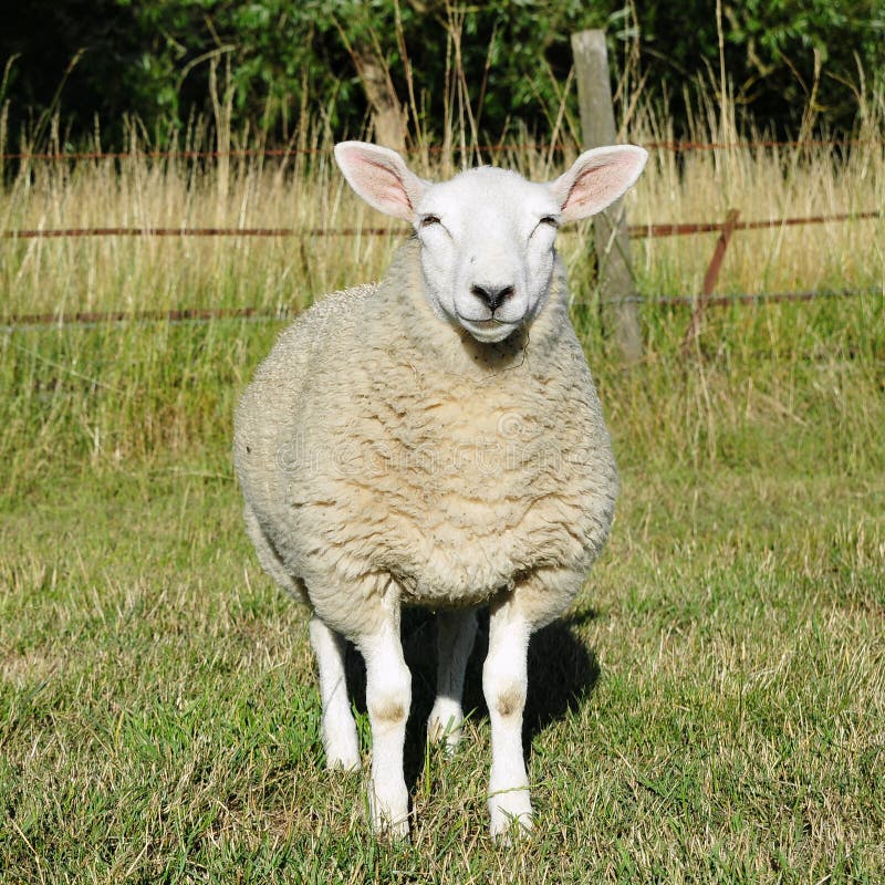 White Woolly Sheep