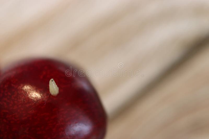 White Worm in a Cherry Tree. a Wormy Cherry Seen Up Close. a Worm in a