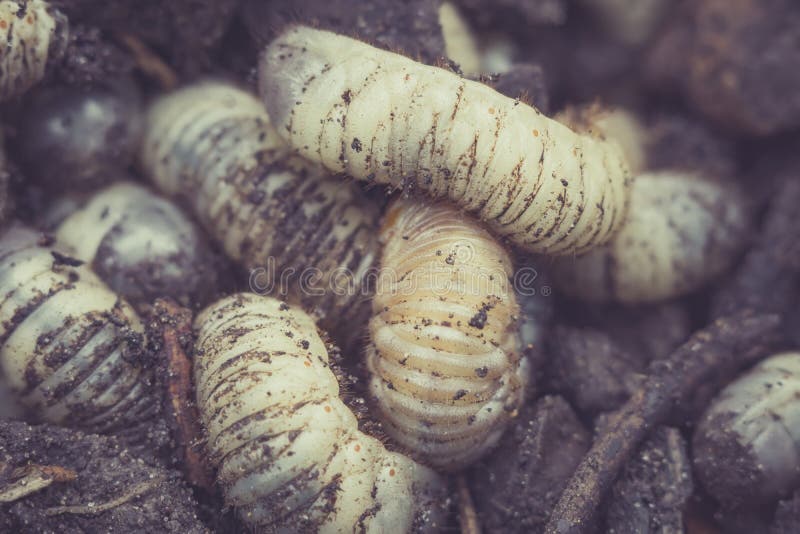 White Maggots Worms For Fishing Stock Photo Image of gross, pile