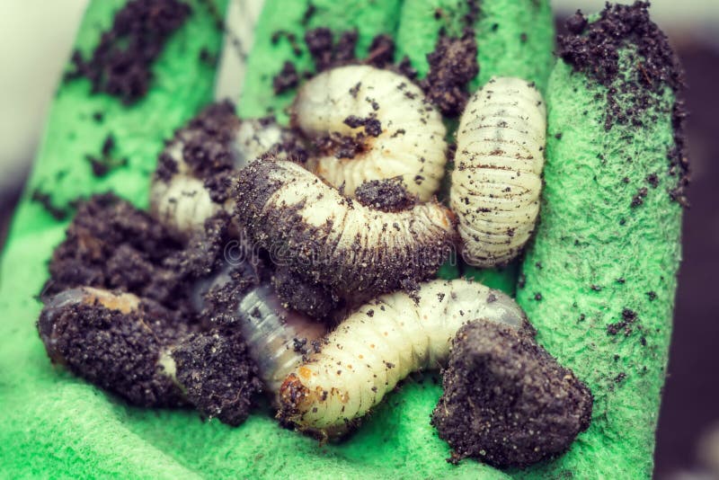 White Worms are the Larvae Closeup Stock Photo Image of fishing