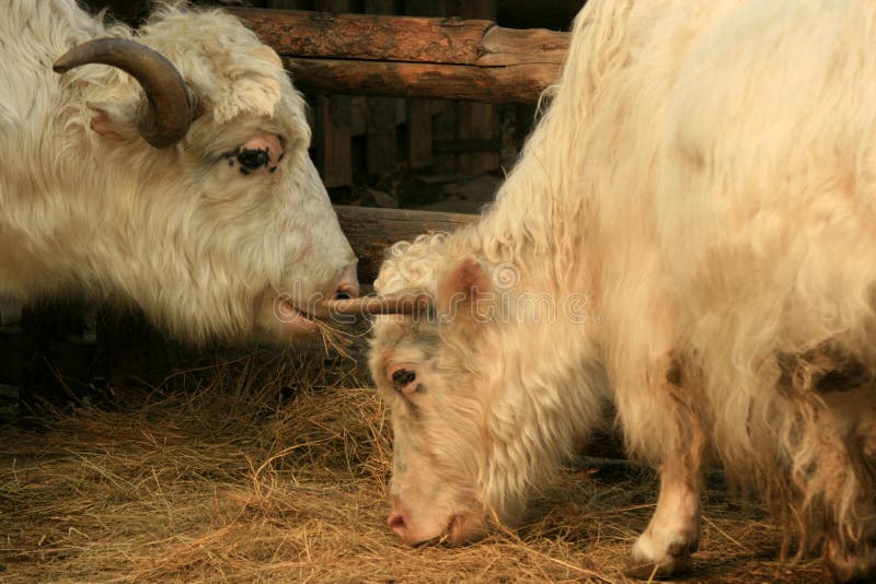 White yak stock image. Image of tall, mammal, animal - 12211359