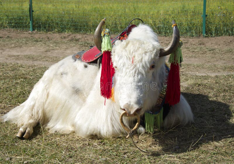White Yak stock photo. Image of furry, animal, mammal - 36541588