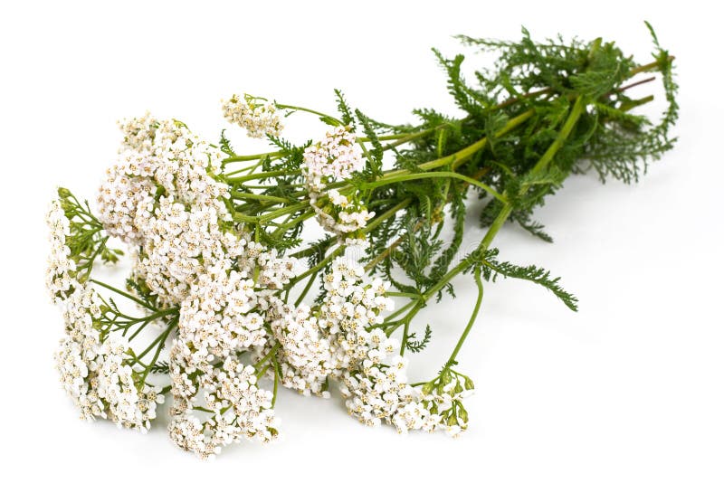 Yarrow Flowers (Achillea Millefolium) Stock Photo - Image of nature ...