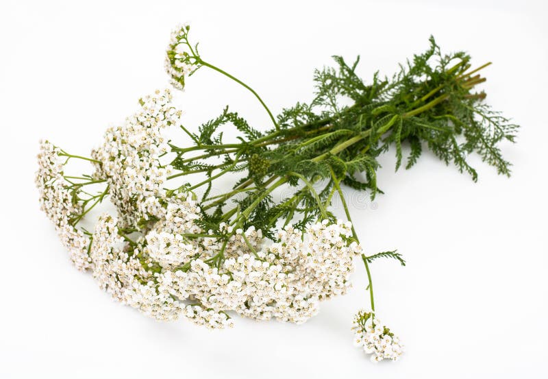 Yarrow Flowers (Achillea Millefolium) Stock Photo - Image of nature ...