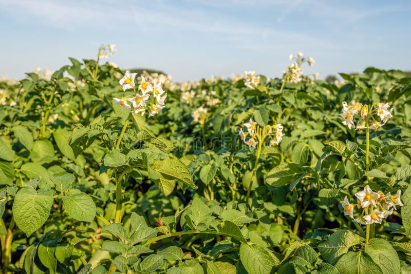 White-yellow blossoms of potato plants up close royalty free stock photos White-yellow blossoms of potato plants up close royalty free stock photos