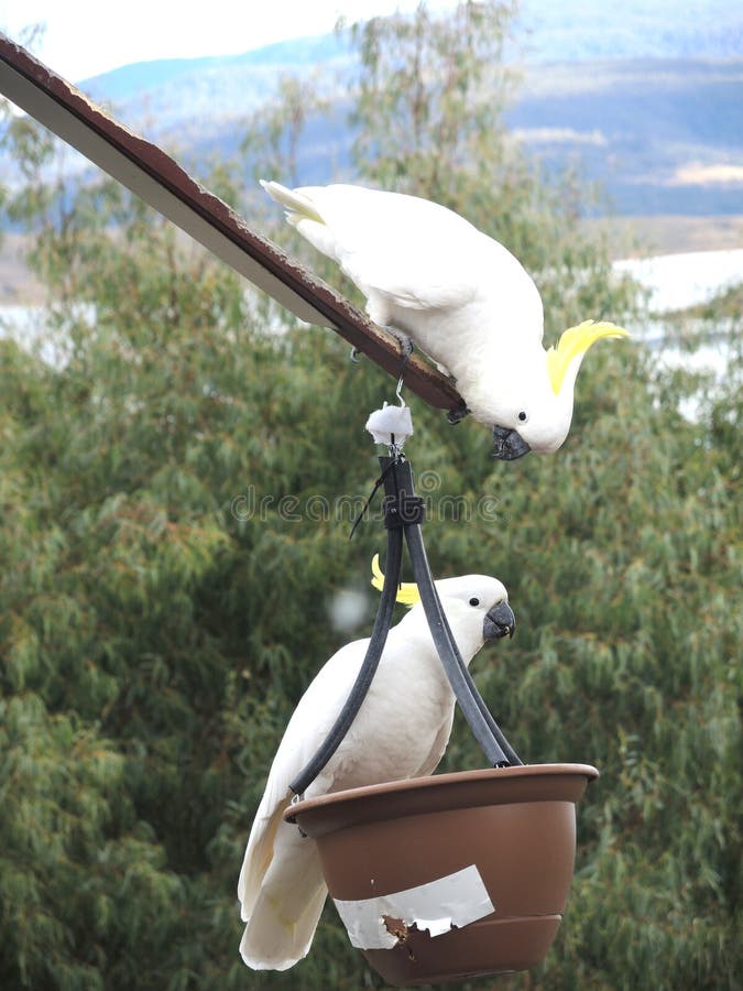 yellow and white cockatoo yellow and white cockatoo