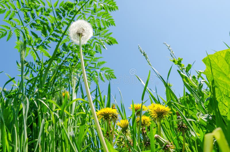 White and yellow dandelions on green grass