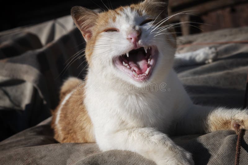 White-yellow, funny looking, smiling cat with wide open mouth. Street cat in Essaouira, Morocco. White-yellow, funny looking, smiling cat with wide open mouth. Street cat in Essaouira, Morocco