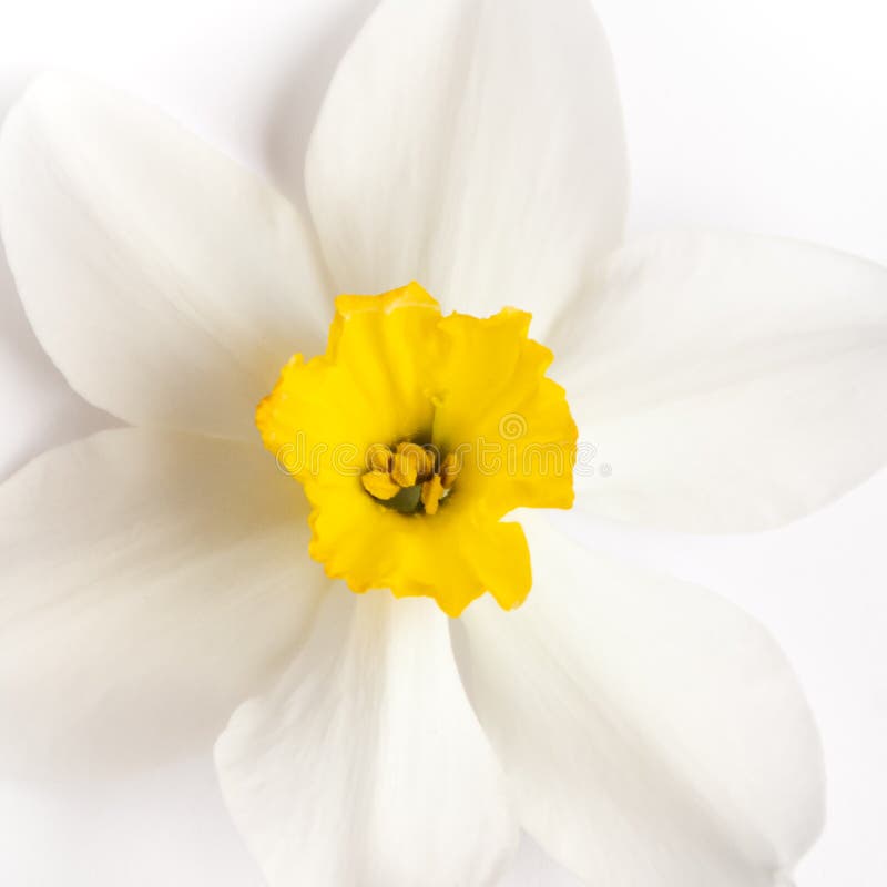 Cát tường vàng trắng muôn màu là biểu tượng của tình yêu và sự rực rỡ. Trên nền trắng, hình ảnh này sẽ giúp bạn cân bằng và giải toả tâm trạng.