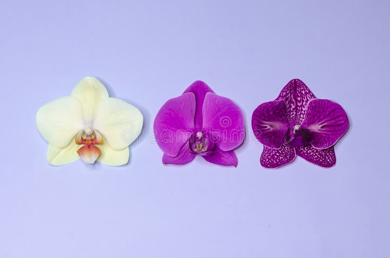 White, yellow, violet, spotted phalaenopsis orchid flowers on blue background