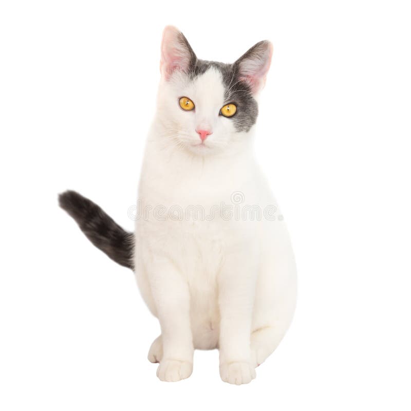 White Young Cat with Black Tail Stock Photo Image of breed, furry