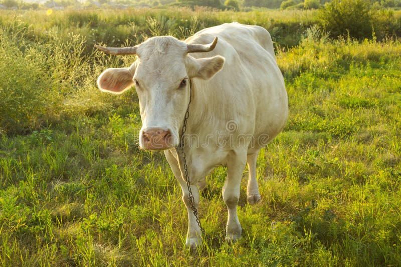 White Young Cow in Countryside Stock Photo Image of cattle, creature