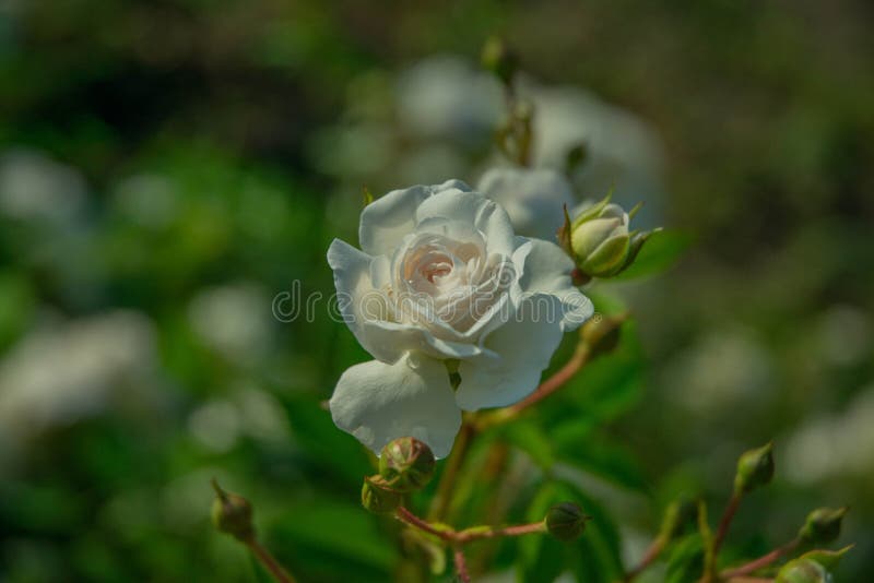 White young rose stock image. Image of beautiful, beauty - 223923347