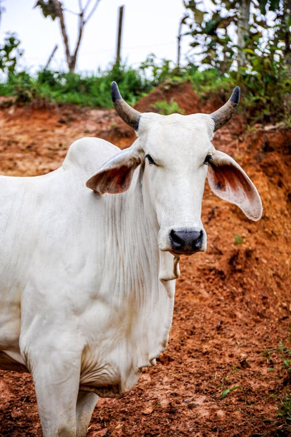 A white zebu bull cattle holding his ground.