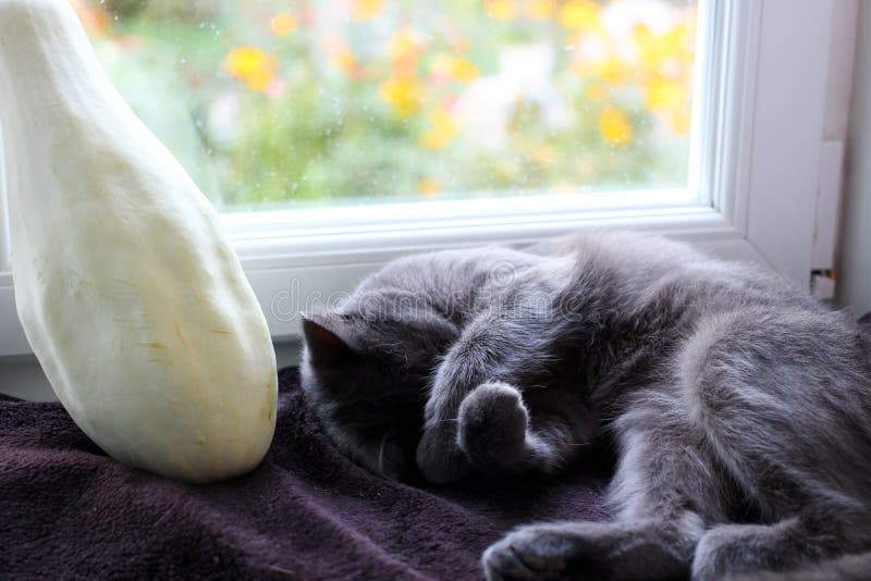 White Zucchini and Gray Cat Stock Photo Image of pleasant, august 124500702