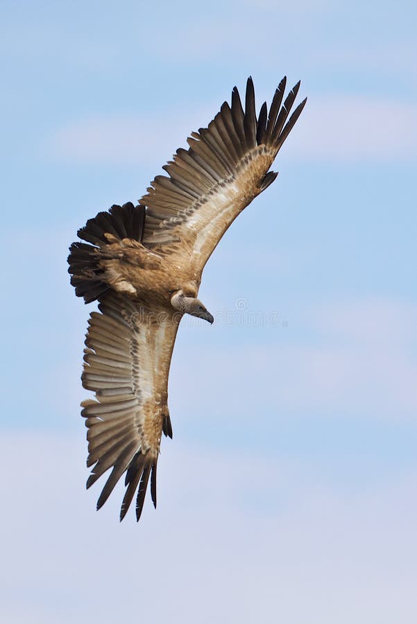 Whitebacked Vulture