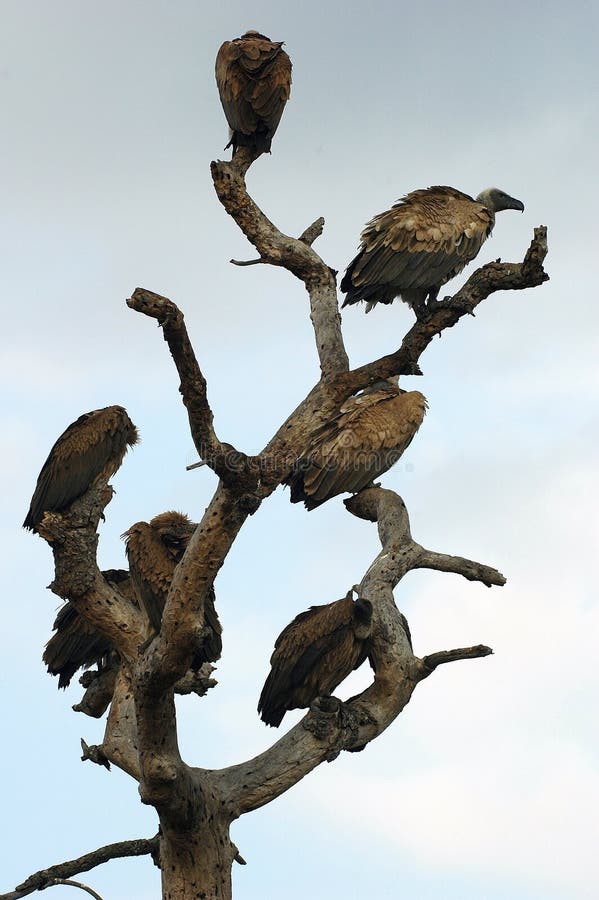 Whitebacked vultures in tree