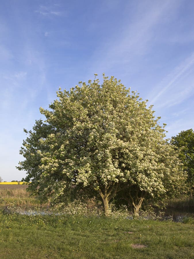 Whitebeam tree stock photo. Image of canal, springtime 19487036