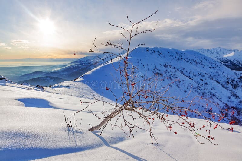 Whitebeam tree (Sorbus aria) in a snowy mountain landscape.