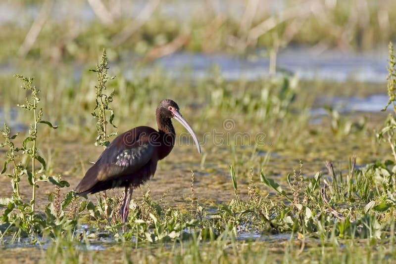 Whitefaced ibis plegadis chihi in wetlands royalty-vrije stock fotografie