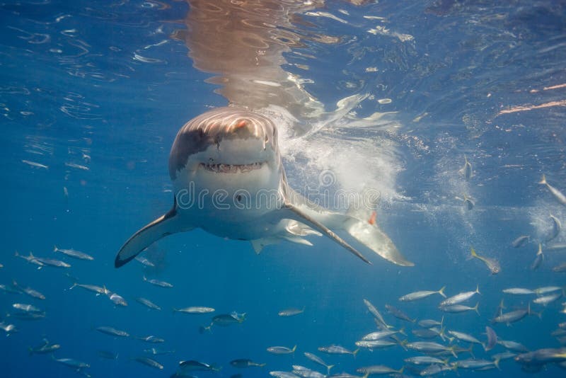 Great white near surface stock photo. Image of surface 79130832