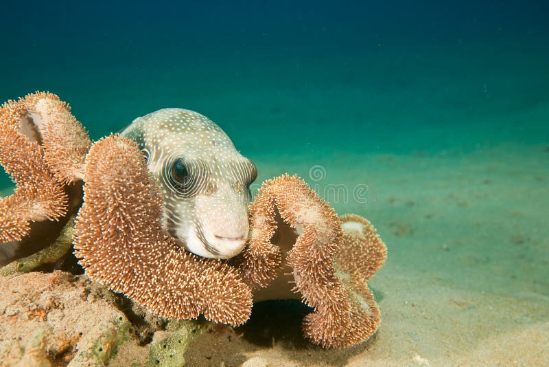 Whitespotted puffer