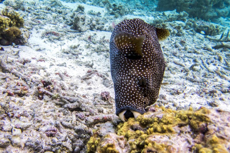 Whitespotted Puffer Fish Arothron Hispidus , Eating Coral, Close Up