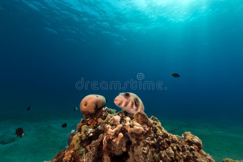 Whitespotted puffer in the Red Sea.