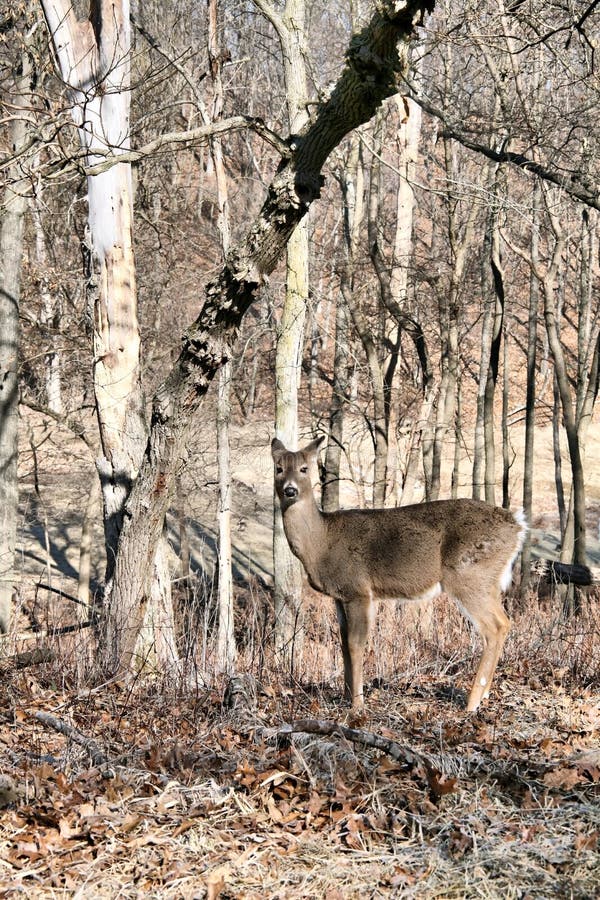 Whitetail