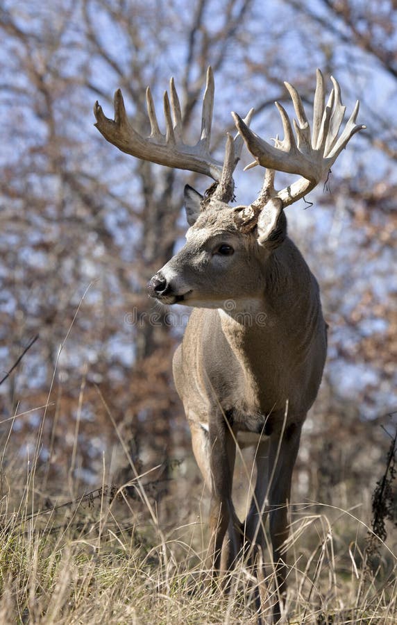 Portrait of a Whitetail Buck Stock Image - Image of deer, great: 11356721