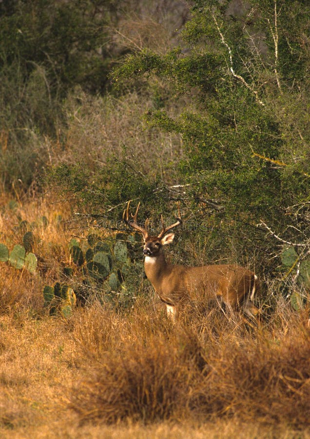 Whitetail Buck in Brush Country Stock Image Image of animal, texas