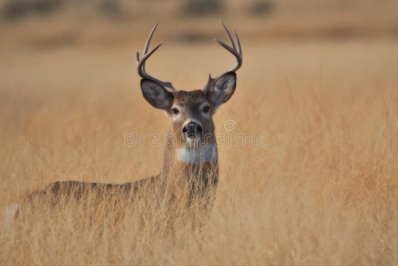 Whitetail Buck Deer standing in tall grass standfing hunting season