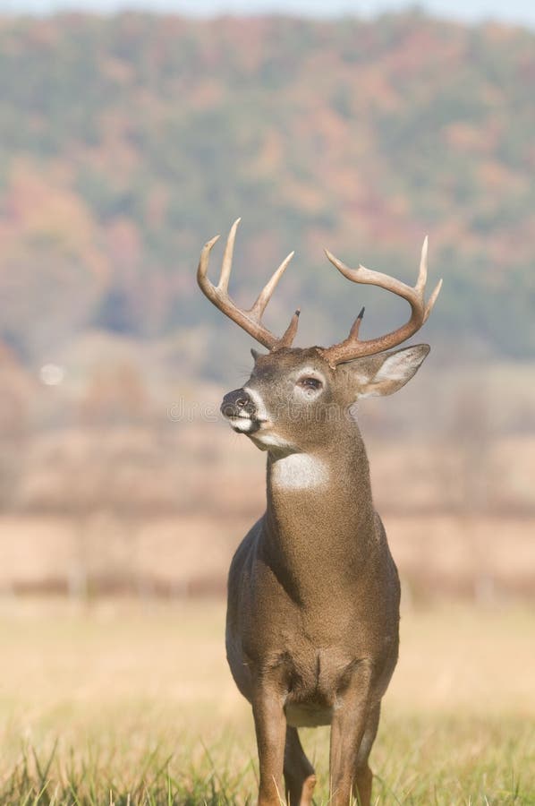 Whitetail buck and fall colors