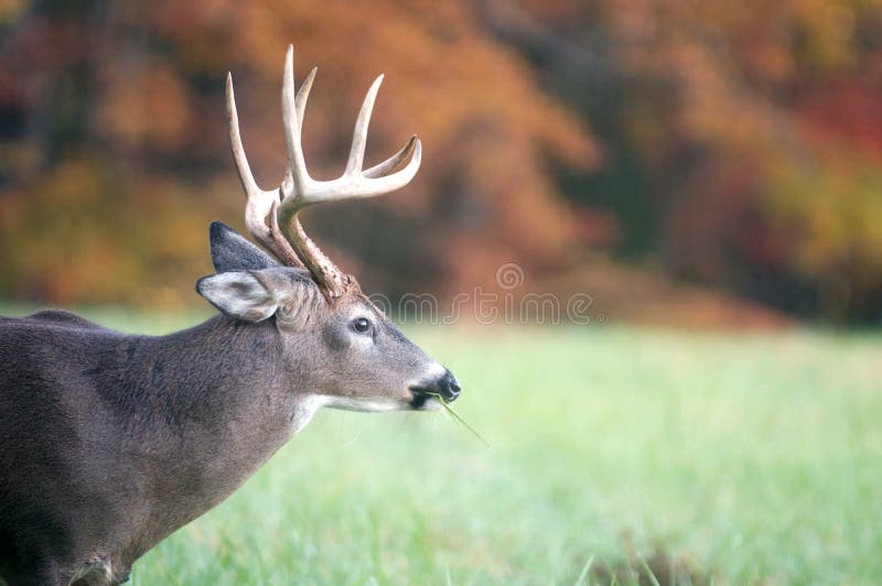 Whitetail buck and fall colors