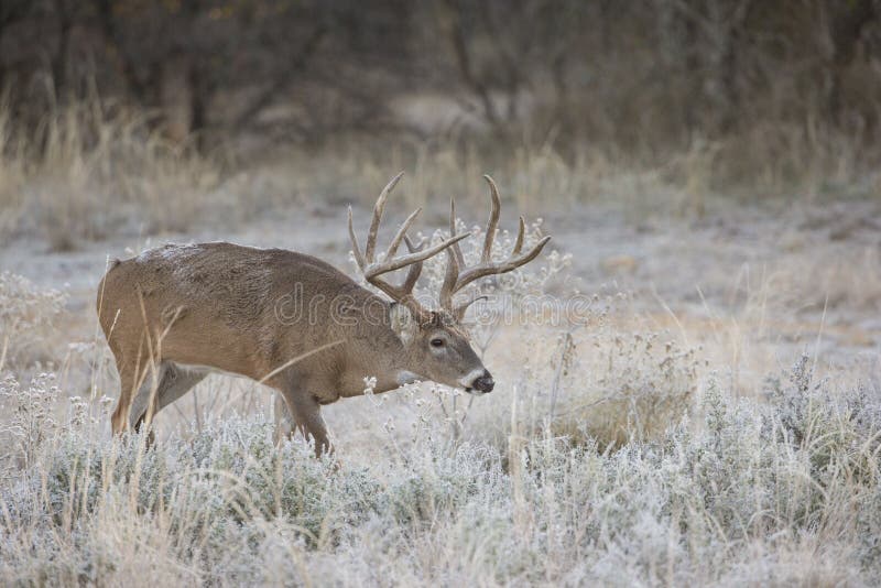 Whitetail Buck with frost on back searching for doe during the rut