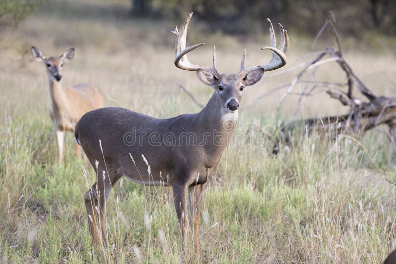 Whitetail buck on full alert royalty free stock photography
